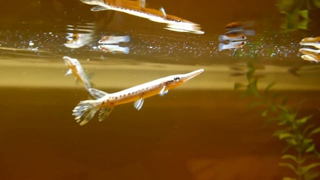 Alligator Gar Love Gambusia Minnows!
