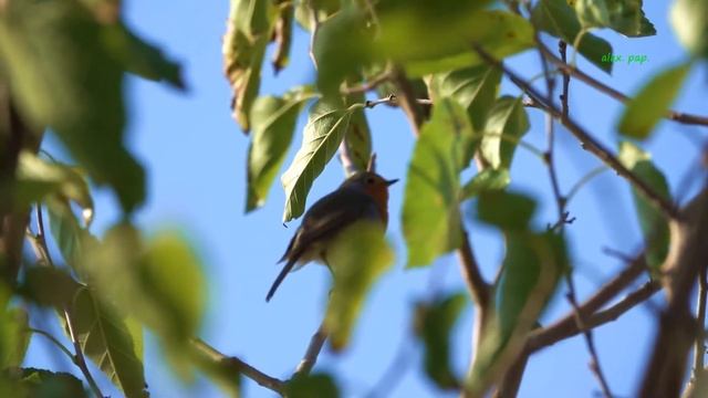 Κελάηδημα κοκκινολαίμη - Erithacus rubecula. смотреть онлайн