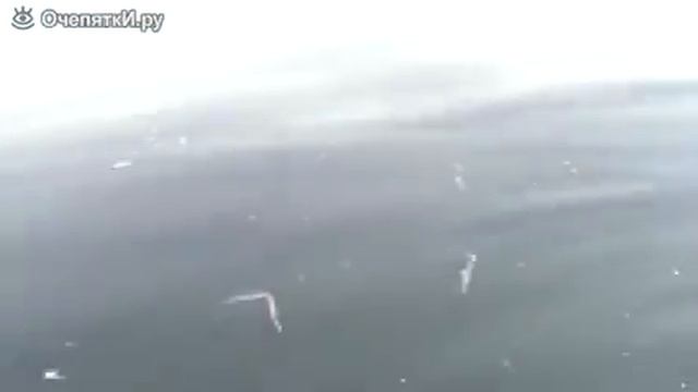 Дружелюбный тюлень приплыл к лодке смотреть онлайн