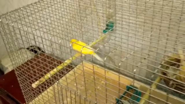 Разведение канареек Парочка 8 день вместе. Два яйца в гнезде. Канарейка высиживает яйца. смотреть онлайн