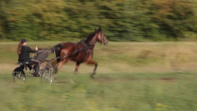 Молодые рысаки КК Отклик смотреть онлайн