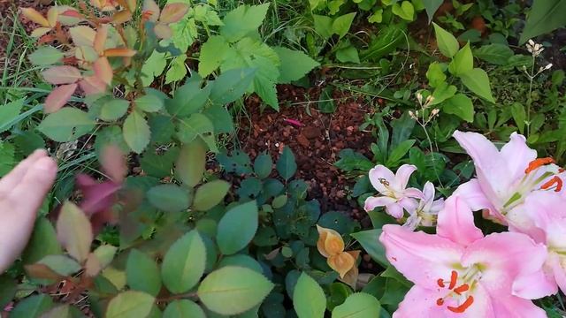 Мои цветы возле подъезда. Хоть у меня и нет опыта, но растут же они. Роза с мусорки дала бутоны. смотреть онлайн