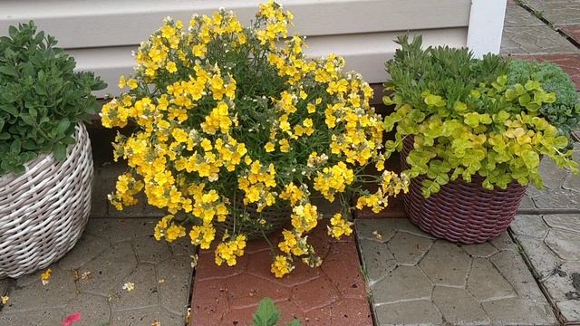 Немезия вегетативная смотреть онлайн