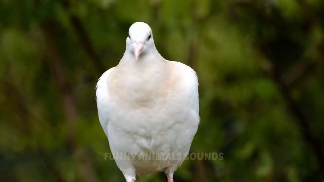 Funniest Animal Sounds: Whale, Bizon, Hedgehug, Crocodile, Jaguar, Pelican, Cow, Lynx.. смотреть онлайн