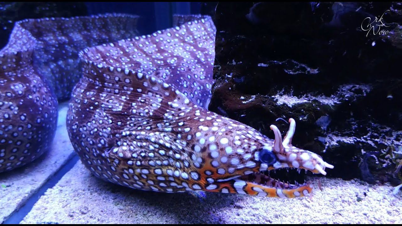 Анапа океанариум 2021 подводные обитатели со всего мира смотреть онлайн