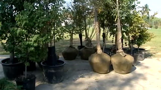 Effort to replace Moscow's trees begins смотреть онлайн