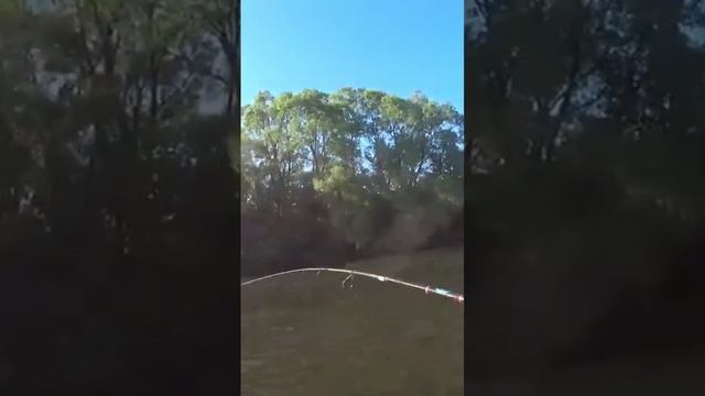 Рыбалка на Дону. Вело рыбалка. Велопоход. Поймал голавля на майского жука. смотреть онлайн