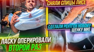 Сняли спицы Лисе и Стерилизовали ее с Лаской. Сделали рентген новому щенку Мие. в Конце ужас, слепые