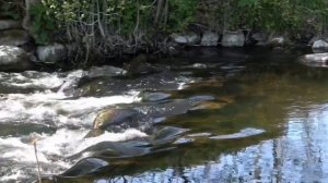 Иван Разумов   Русская душа Очень красивая песня  Смотреть всем