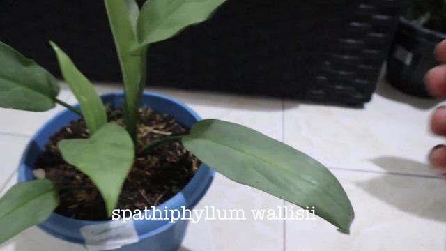A July Plantdemic indoor Plant Haul смотреть онлайн