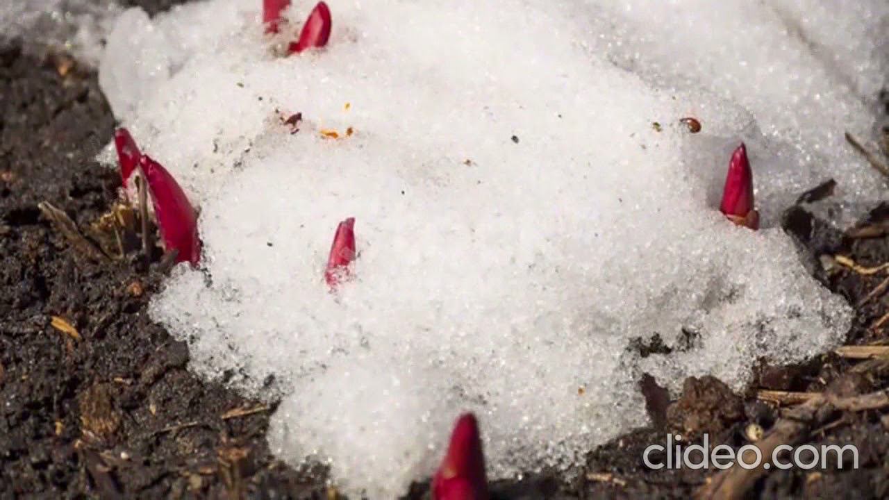 Паломники.. Наташа Корнеева