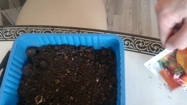 Томат Хурма, рассада и отзыв. смотреть онлайн