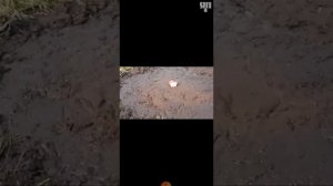 Утонул в болоте(трясине)- полное видео