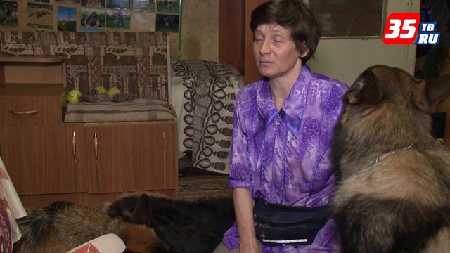 Череповчанка создала необычный театр, где главные актеры - семь немецких овчарок смотреть онлайн