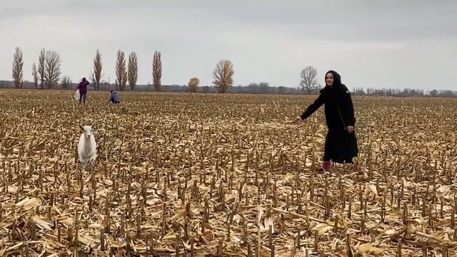 Сбор кукурузы вручную. Ужин у Матиаса, но без Матиаса смотреть онлайн