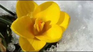 Весна, просыпается природа...