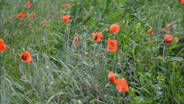 Маки смотреть онлайн