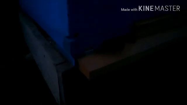 Серая горная кавказская пчела работает ночью. Карника сидит. смотреть онлайн