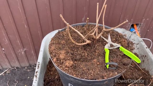 Пересаживаю гортензии бонфаер и пиксио смотреть онлайн