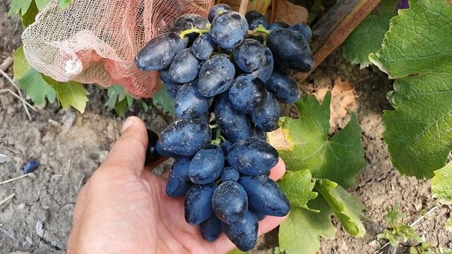 Виноград Ромбик 2021 смотреть онлайн