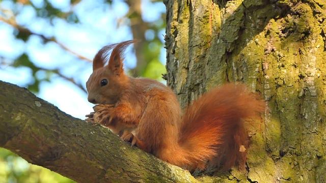 Белка | Животные | Природа. смотреть онлайн
