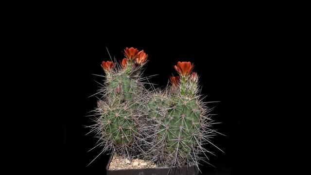 Echinocereus coccineus subsp. rosei, Mexico, Chihuahua, Alamos смотреть онлайн
