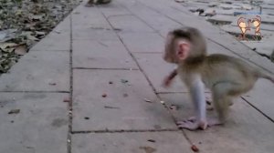 Lovely action monkey Luna always comfort adorable baby Rainbow every time