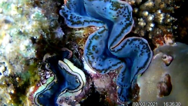 Ну очень красивые живые раковины смотреть онлайн