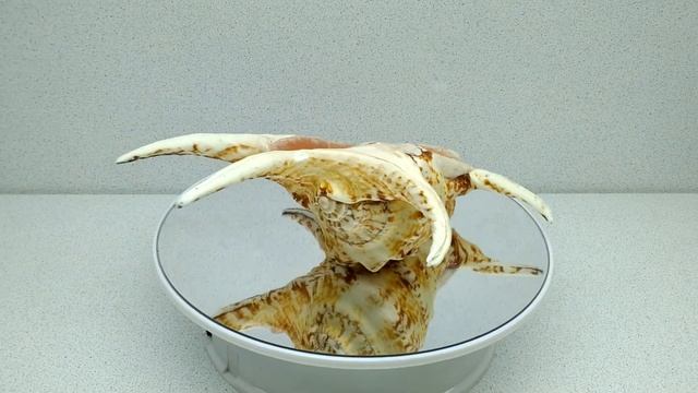 Лямбис Хирагра смотреть онлайн