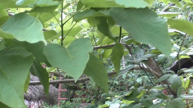 Катальпа прекрасная (Catalpa speciosa), цветение. Июнь, 2021 смотреть онлайн