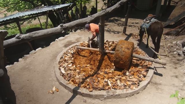 tech notes crushing agave with a stone mill tahona смотреть онлайн