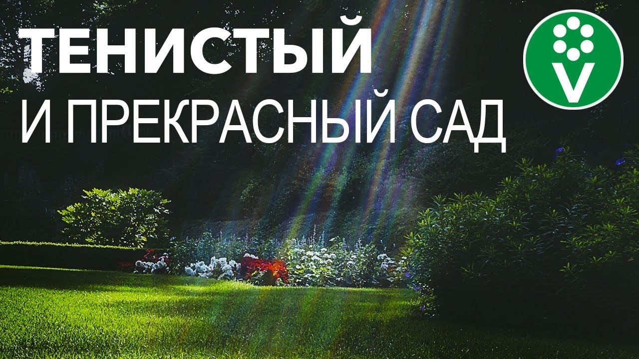 Что посадить в тени? Эти КУСТАРНИКИ наполнят тенистые уголки сада яркими красками смотреть онлайн