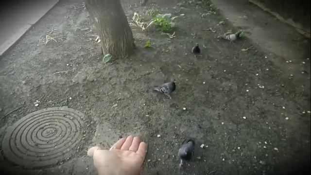 #Вот Голубь понимающий# смотреть онлайн