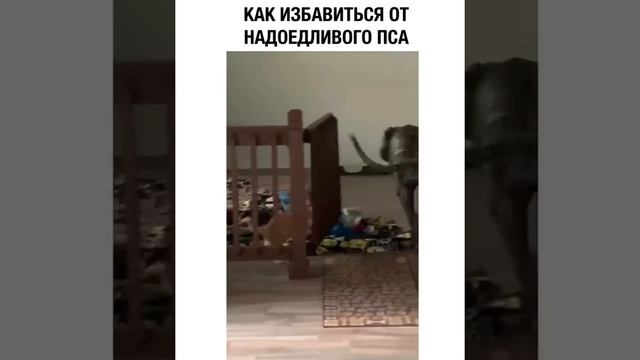 КАК ИЗБАВИТЬСЯ ОТ НАДОЕДЛИВОГО ПСА! смотреть онлайн
