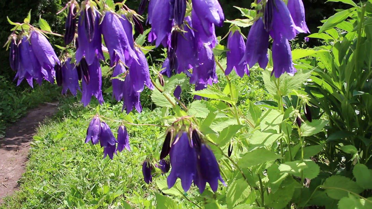 Колокольчик сорта смотреть онлайн