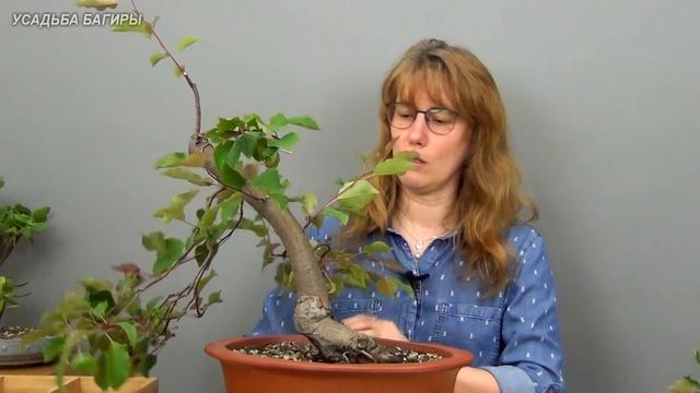 Бонсай из яблони (ч.5). смотреть онлайн