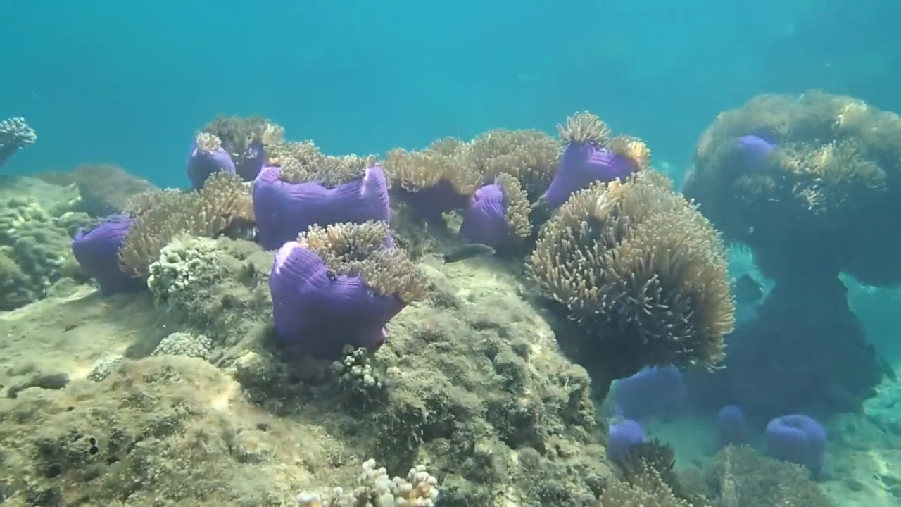 SEA_KAPAS смотреть онлайн