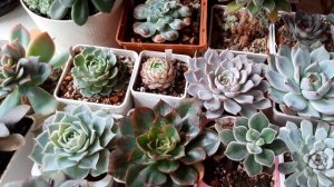 ЭХЕВЕРИЯ.Что за растение.Уход и содержание.Различия видов.