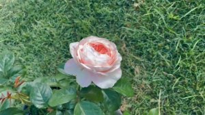 Domaine de Chantilly Rose Spring 2023