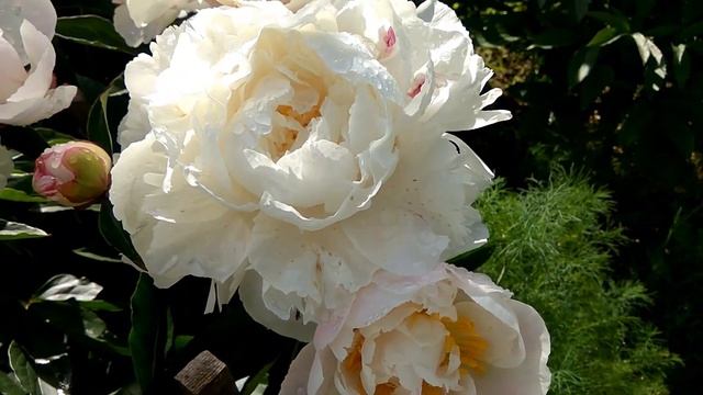 Пионы год 17-й, Гардения смотреть онлайн