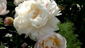 Пионы год 17-й, Гардения