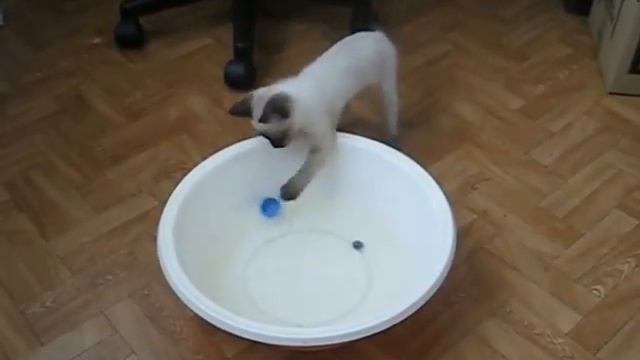 Кошачья рыбалка смотреть онлайн