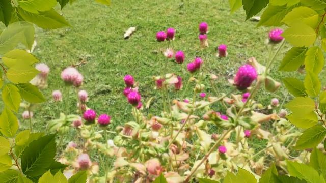 globe amaranth, makhmali, vadamalli, Gomphrena globosa, Purple Globe Amaranth plant смотреть онлайн