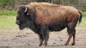 СХВАТКА ГИГАНТОВ. Бизон против Гризли. Кто победит?