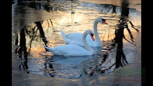 Ой вы гуси-лебеди,сказку подарите!Песня затронула душевную струну смотреть онлайн