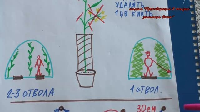 Урок 2 Формируем индетерминантные томаты для теплиц,как получить супер ранний урожай смотреть онлайн