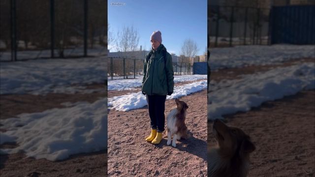 Аусси дрессировка послушание ОКД ФанДогс