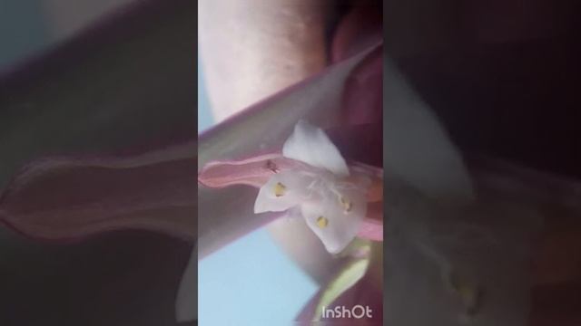 Как цветет традесканция Рео. смотреть онлайн