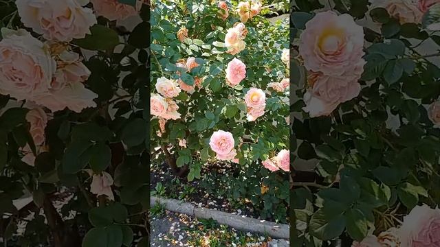 Роза Цезарь.22.06.23 г. смотреть онлайн