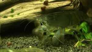 Креветка фильтратор. Особенности содержания.